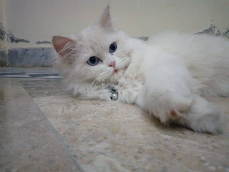 ruby cat name 1