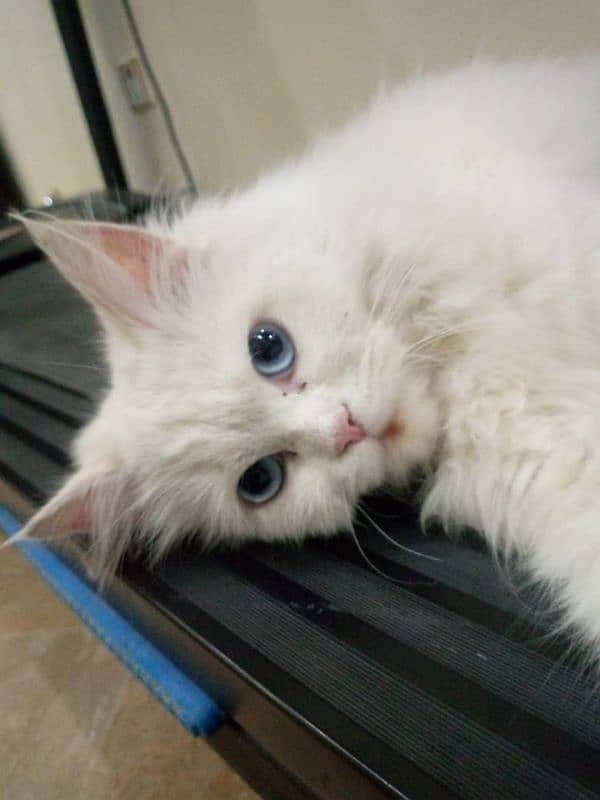 ruby cat name 5