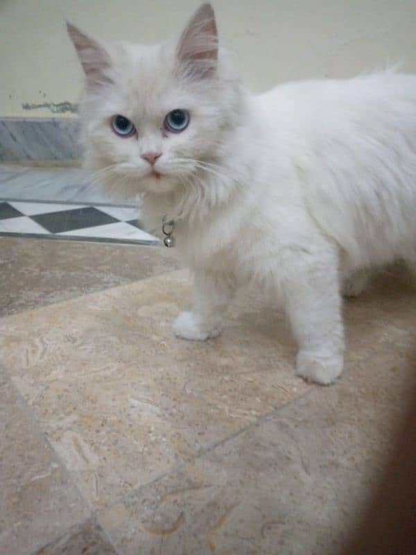 ruby cat name 10