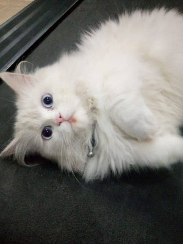 ruby cat name 13