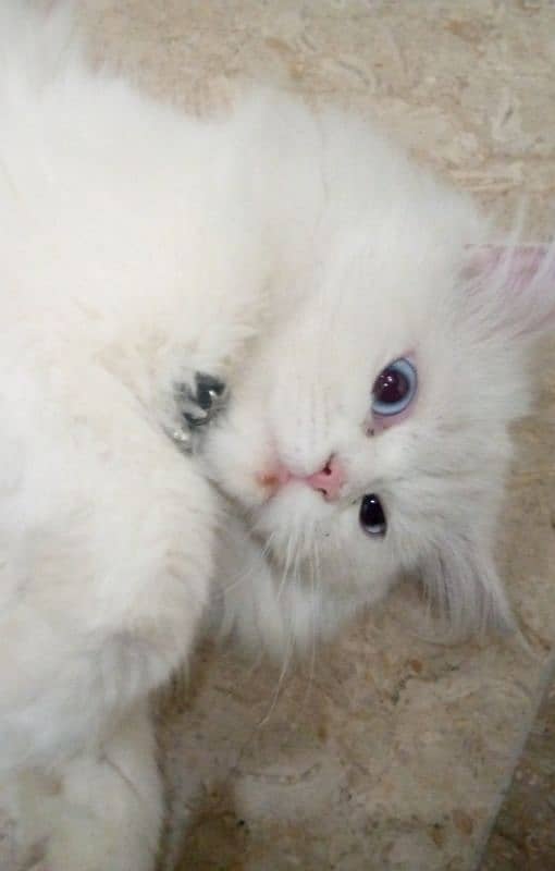 ruby cat name 15