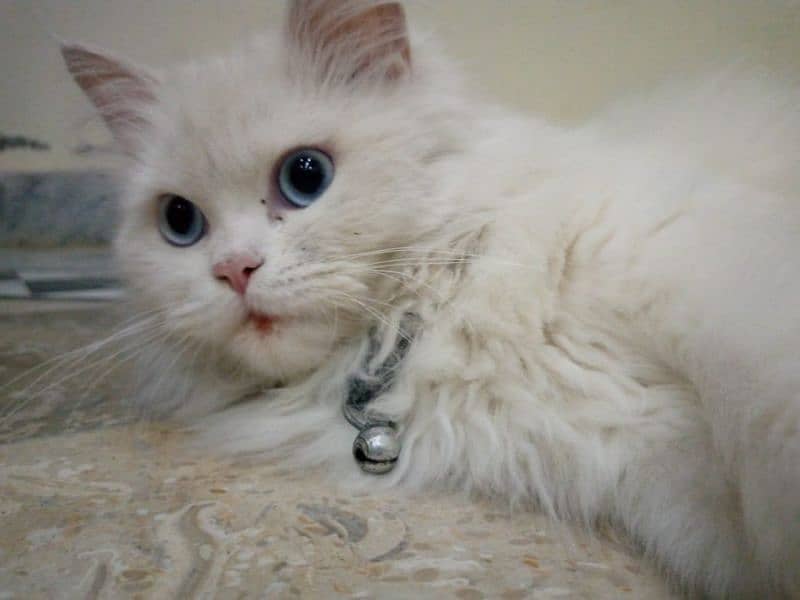 ruby cat name 16
