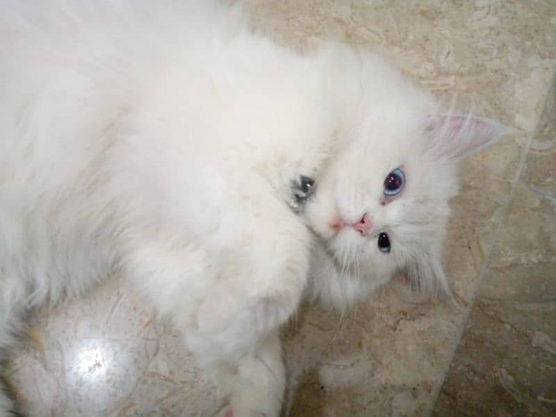 ruby cat name 18
