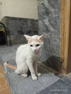 Cat for Sale