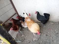 sell hens