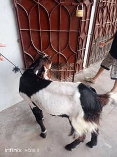 Bakra