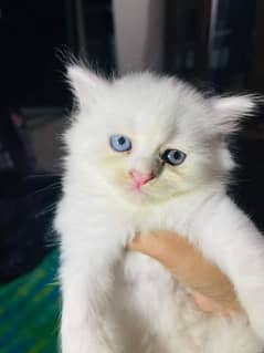 Persian kitten for urgent sale my WhatsApp number 03706577151