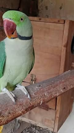 Raw Male For Sale