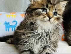 triple coat Persian kittens available playing and healthy