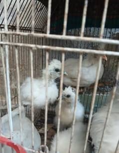 silkie chiks available