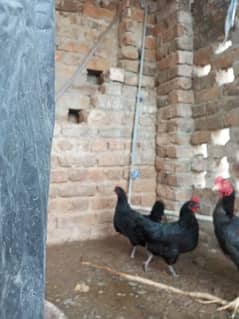 hen for sal