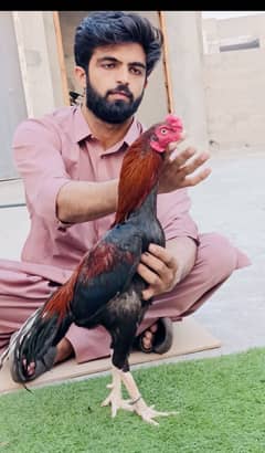 Mianwali Aseel Murghy