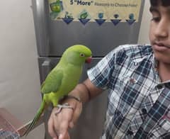 RingNeck