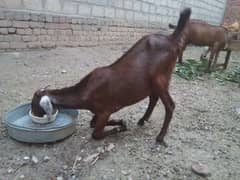 poure Desi bakri sat bacha be ha