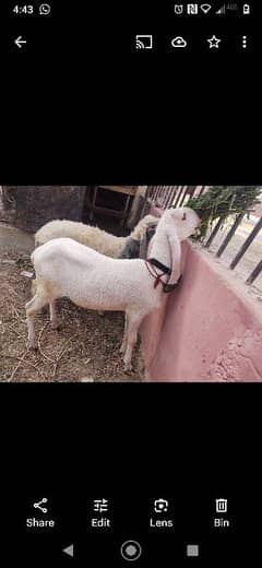 pure larkana Bacha full quality waly h full Shok Wala Bacha h ghr ka