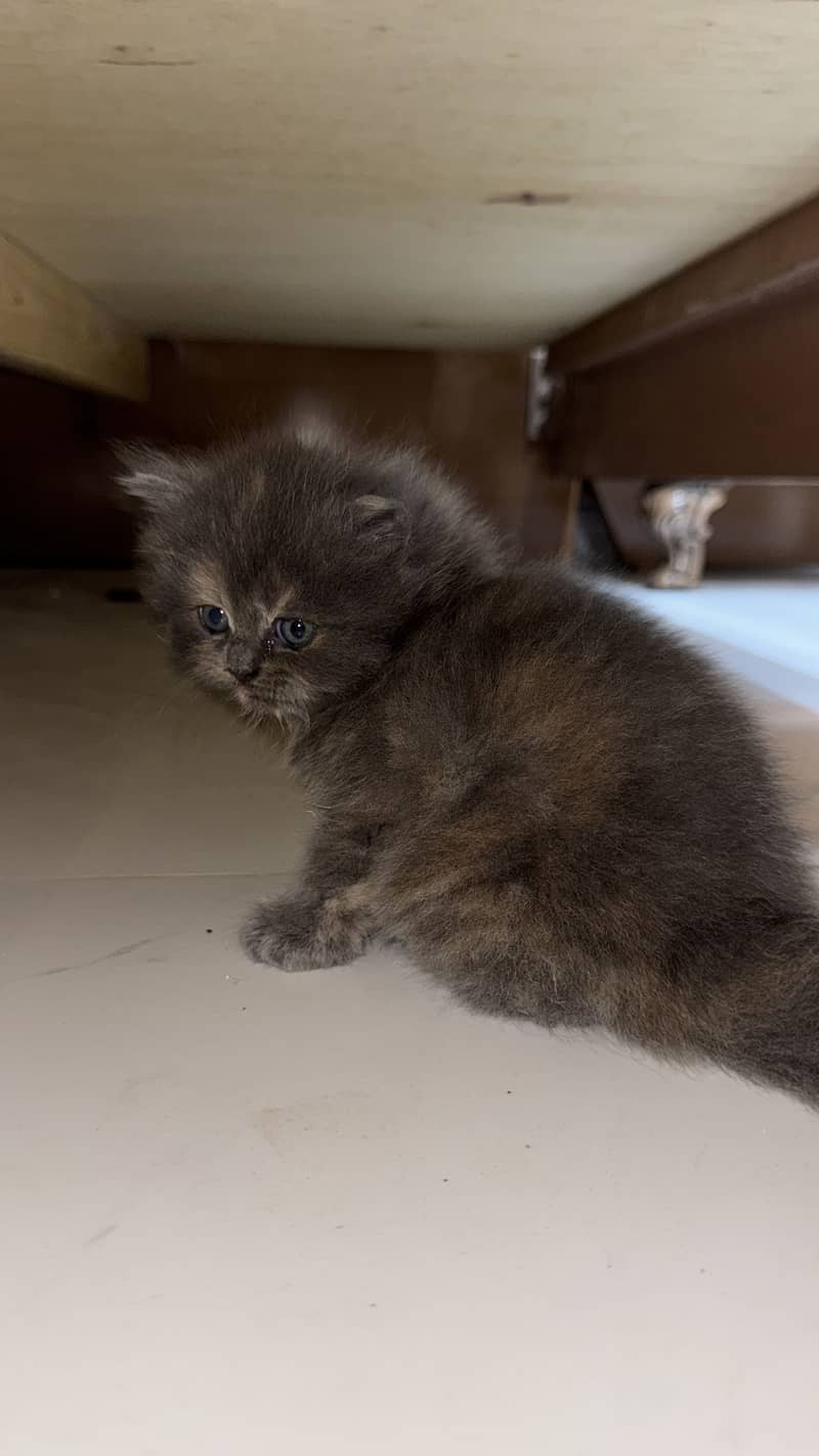 Persian Kitten (A+++) Triple Coated kitten 2