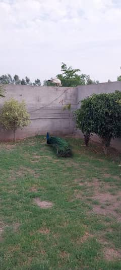 peacocks for sale