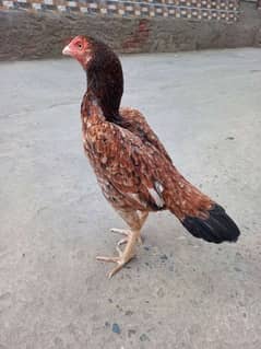 Aseel mianwali