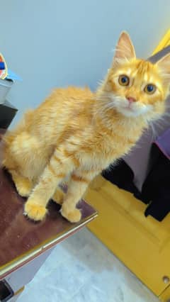 4 months kitten ( female )