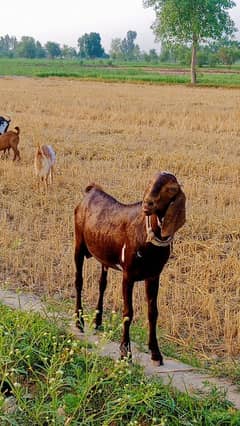 Qurbani bakry for sale