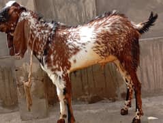 makhi chena bakra