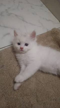 1 month kittens available