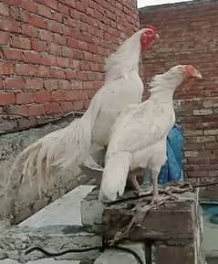 "White Rooster & Hen Pair for Sale – Healthy & Active