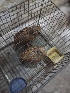 batair for sale with cage