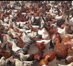 Organic Misri Golden Pathiyaan Hen
