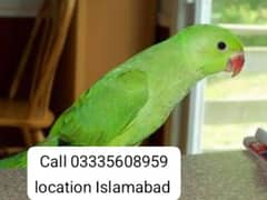 Green Ring Neck Talking Parrot Chick Home Beeed Jumbo Size