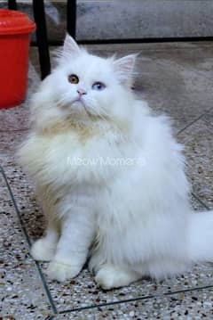 odd eyes triple coat persian vacinated cat