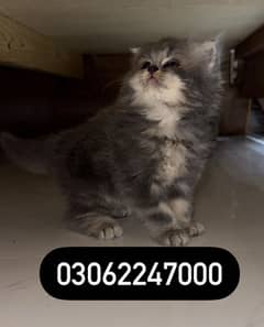 Persian Kitten (A+++) Triple Coated kitten