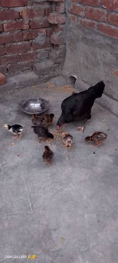 chick for sale