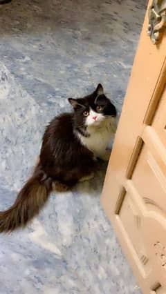 percian ragdoll male cat