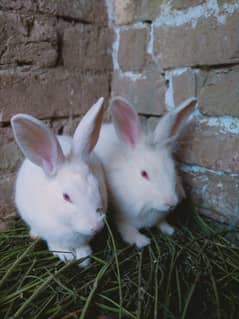 important Male Angora line head Rabbit