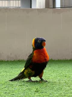 Rainbow