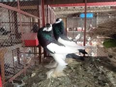 FANCY PIGEONS