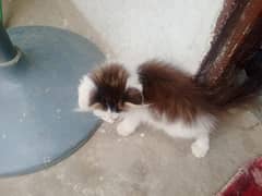 kitten  for sale 03058805062