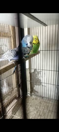 crest exhibition budgies