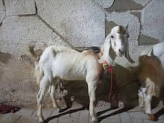 bakra