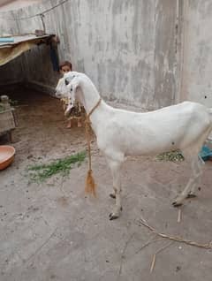 doonda