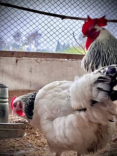 Light Sussex Fertile Eggs – High Hatch Rate