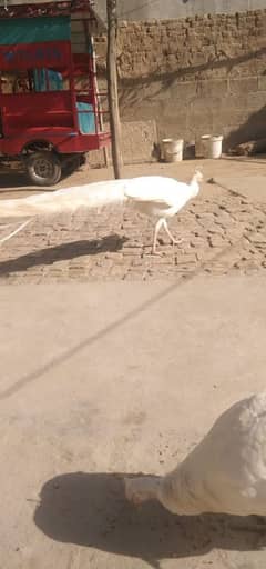 white pair peacock