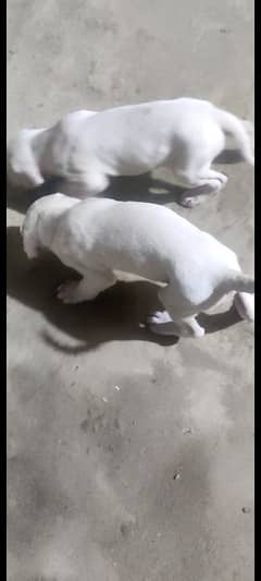 Bulldog Female puppy