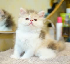 Persain kittens/ triple coated / fluffy / piki facepunch face kittens