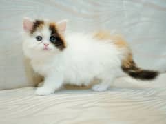Persain kittens/ triple coated / fluffy / piki facepunch face kittens