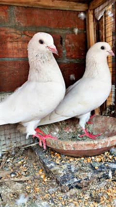 Dewan sab wala pair