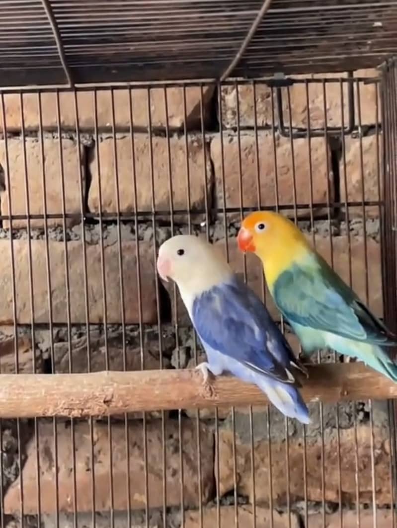Love Bird Breeder pair for sale with 3 chicks 0