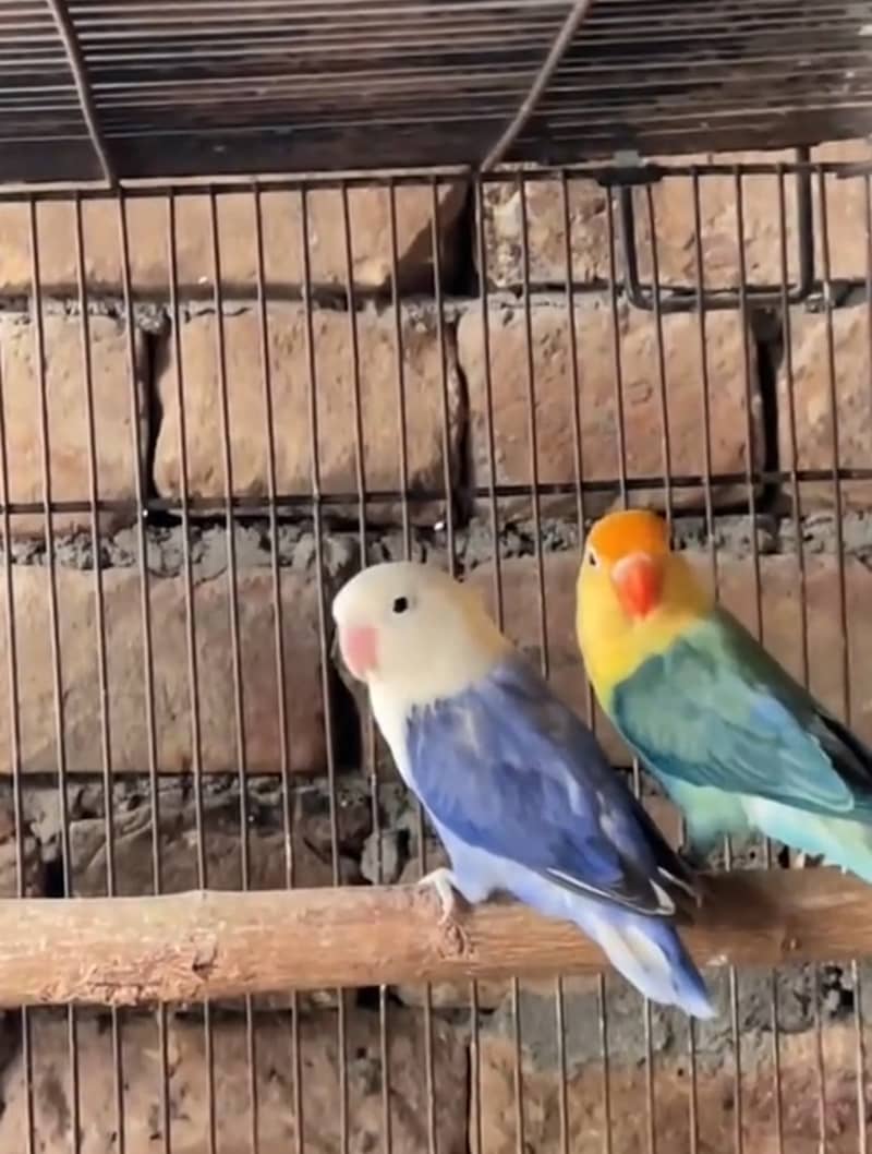 Love Bird Breeder pair for sale with 3 chicks 1
