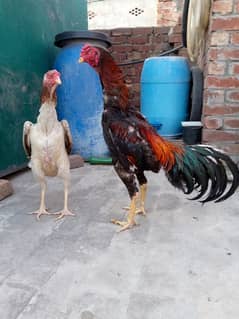 pure shamo pair . . . . 03201447384